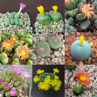 Mixed Conophytum Hammeri Flower seeds for Planting - Pollinator Friendly, Heirloom & GMO Free Seeds for Home Garden
 
 Sale seeds for planting in home garden