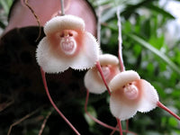 Heirloom Peach Monkey Face Orchid Seeds Flower seeds for Planting Drought Tolerant Heirloom & GMO Free Seeds for Home Garden 
 
 Sale seeds for home garden planting