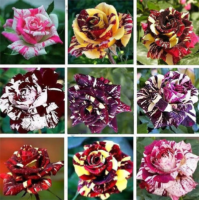 100 Pcs