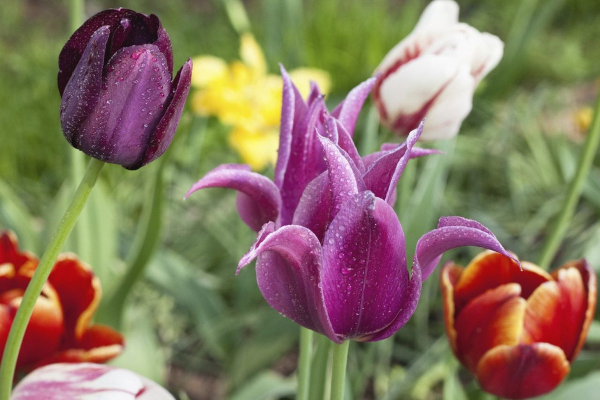Violet Tulip Flower seeds for Planting - Wildflower Mix, Heirloom & GMO Free Seeds for Home Garden
 
 Sale seeds for home garden
