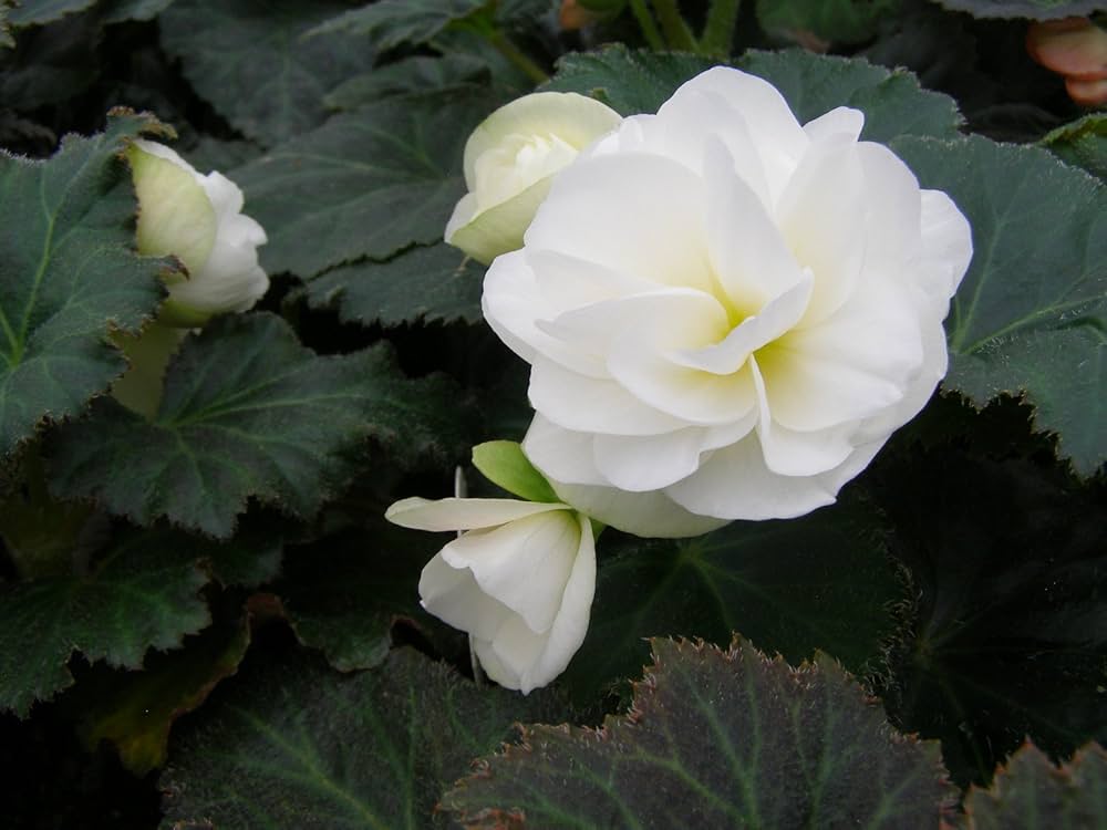 Tuberous Begonia Flower seeds for Planting - Sun Loving, Heirloom & GMO Free Seeds for Home Garden
 
 Sale seeds for home garden
