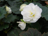 Tuberous Begonia Flower seeds for Planting - Sun Loving, Heirloom & GMO Free Seeds for Home Garden
 
 Sale seeds for home garden
