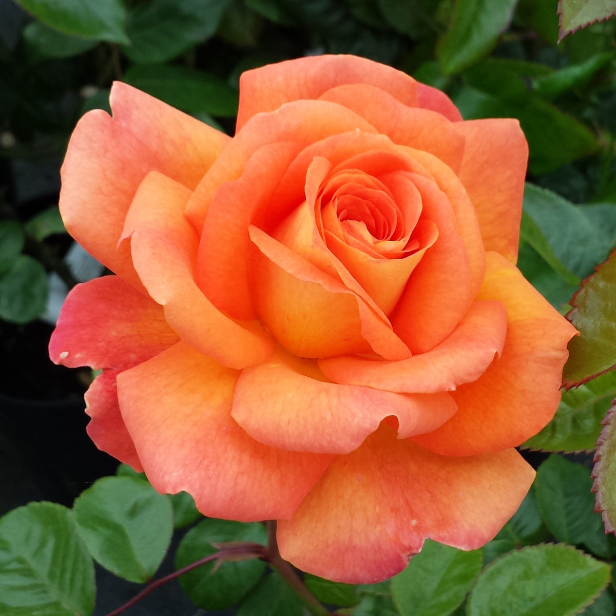 Orange Promise Rose Flower seeds for Planting - Bright Blooms, Heirloom & GMO Free Seeds for Home Garden
 
 Sale seeds for home garden