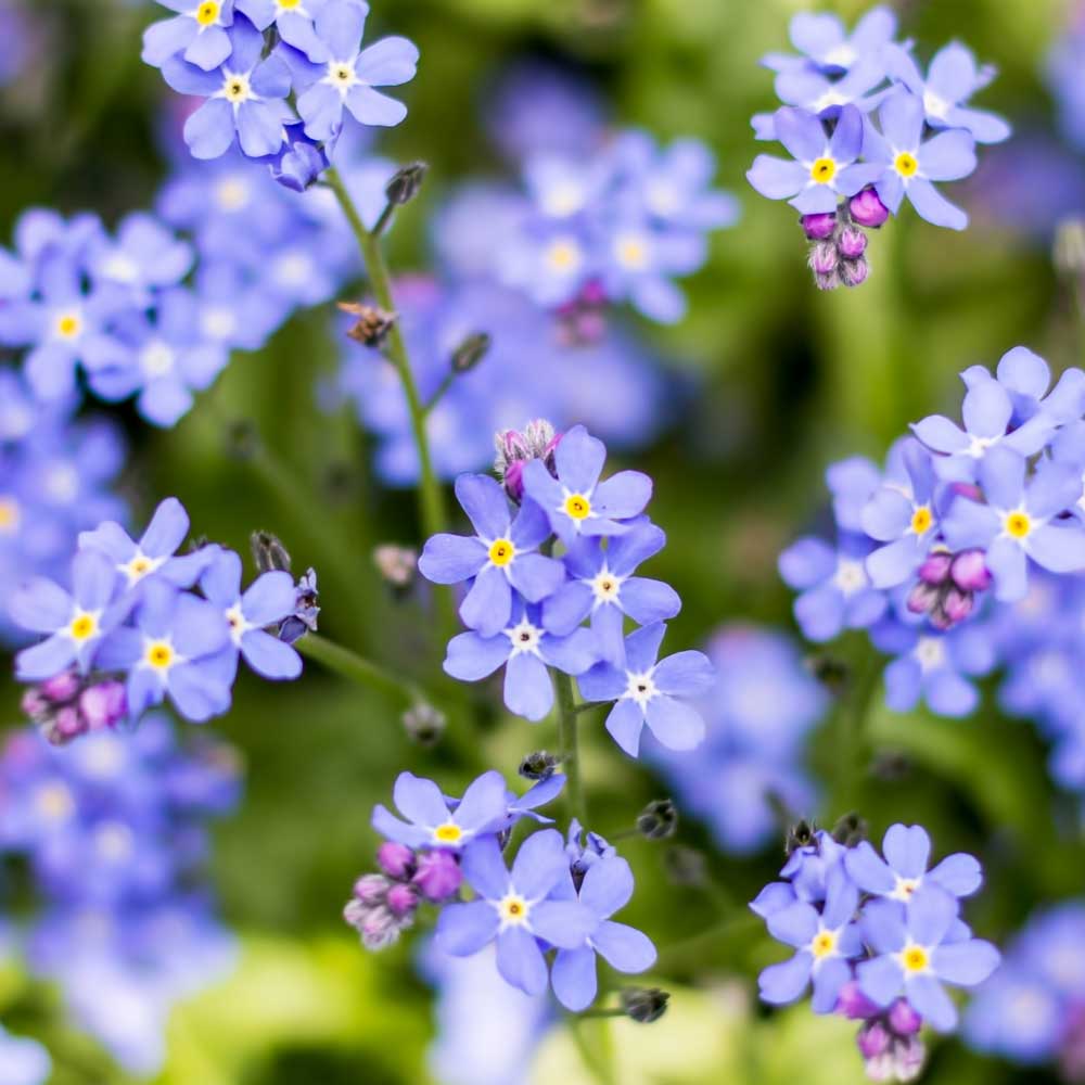 Lavender Myosotis Sylvatica Flower seeds for Planting Cottage Garden Essential Heirloom & GMO Free Seeds for Home Garden
 
 Sale seeds for home garden planting