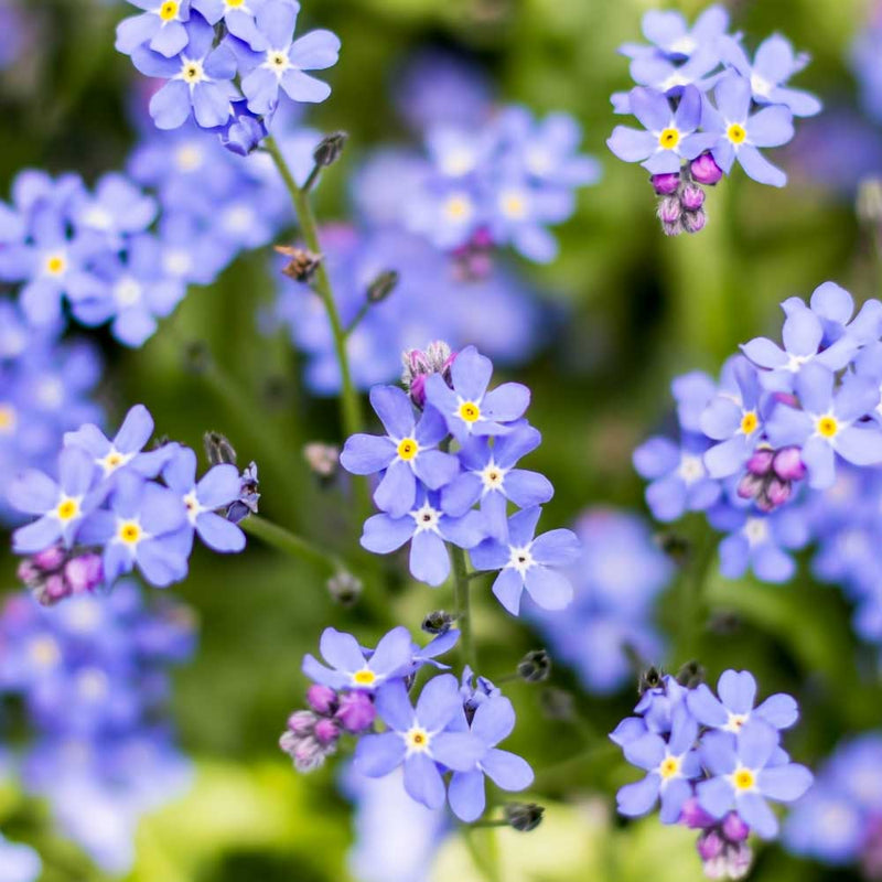 Lavender Myosotis Sylvatica Flower seeds for Planting Cottage Garden Essential Heirloom & GMO Free Seeds for Home Garden
 
 Sale seeds for home garden planting
