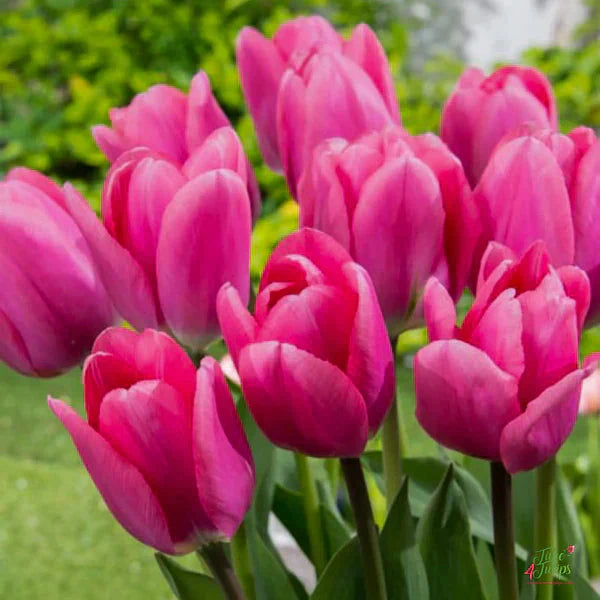 Pink Odorous Tulip Flower seeds for Planting - Long Bloom Season, Heirloom & GMO Free Seeds for Home Garden