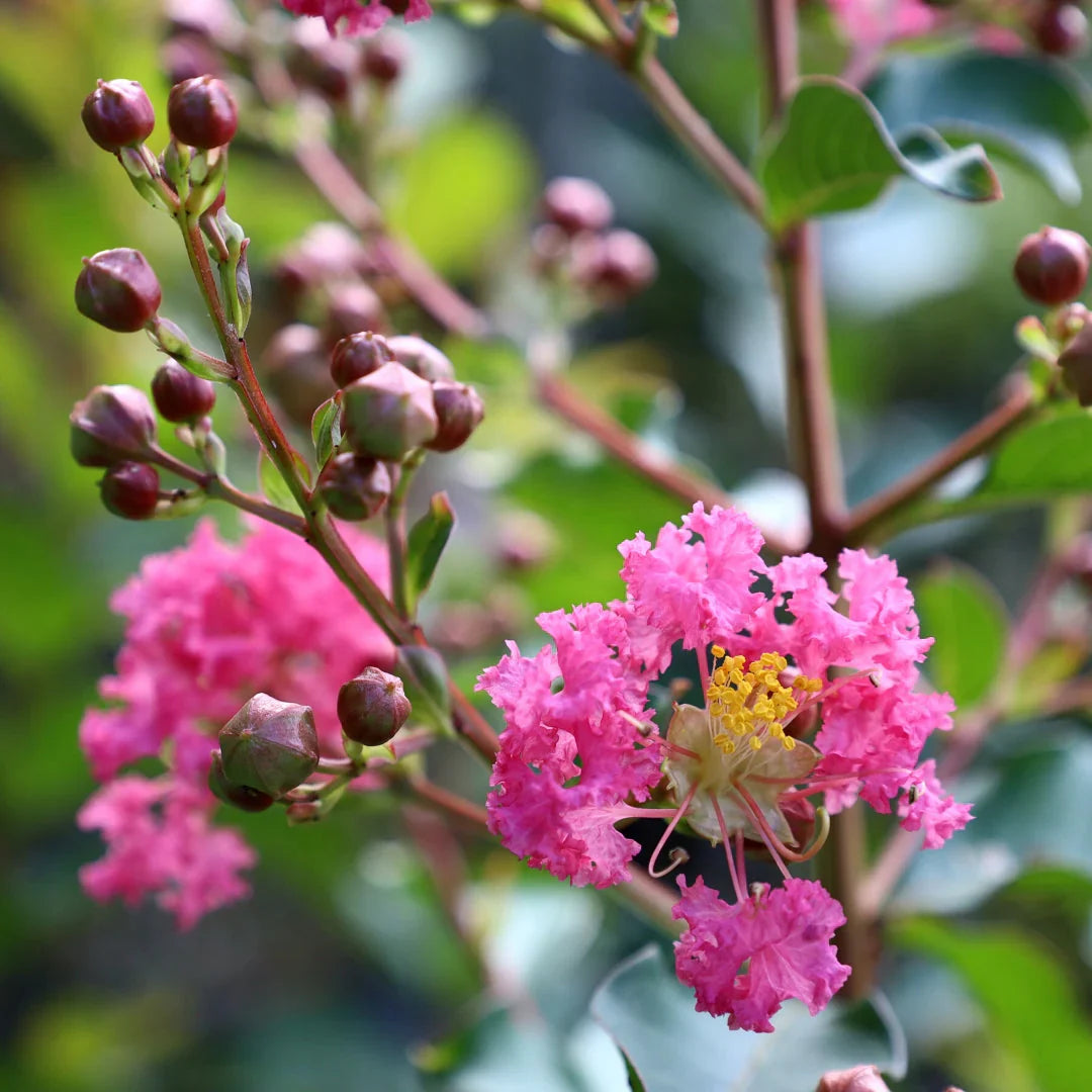 Crape Myrtle Flower seeds for Planting Cut Flower Favorite Heirloom & GMO Free Seeds for Home Garden
 
 Sale seeds for home garden planting