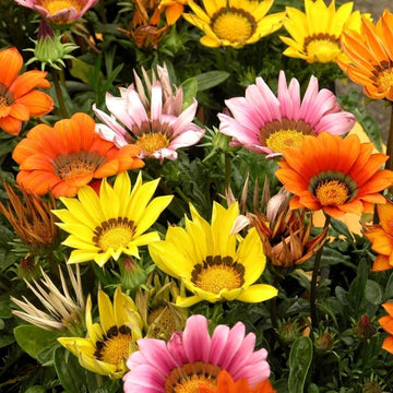 Gazania Flower seeds for Planting Easy to Grow Heirloom & GMO Free Seeds for Home Garden 
 
 Sale seeds for home garden planting