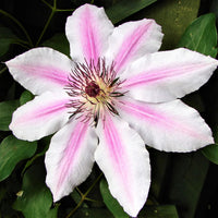 Pink-White Clematis Flower seeds for Planting - Premium Quality, Heirloom & GMO Free Seeds for Home Garden
 
 Sale for planting in home garden
