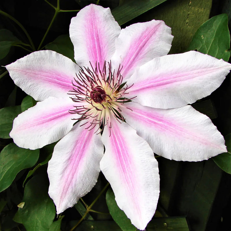 Pink-White Clematis Flower seeds for Planting - Premium Quality, Heirloom & GMO Free Seeds for Home Garden
 
 Sale for planting in home garden