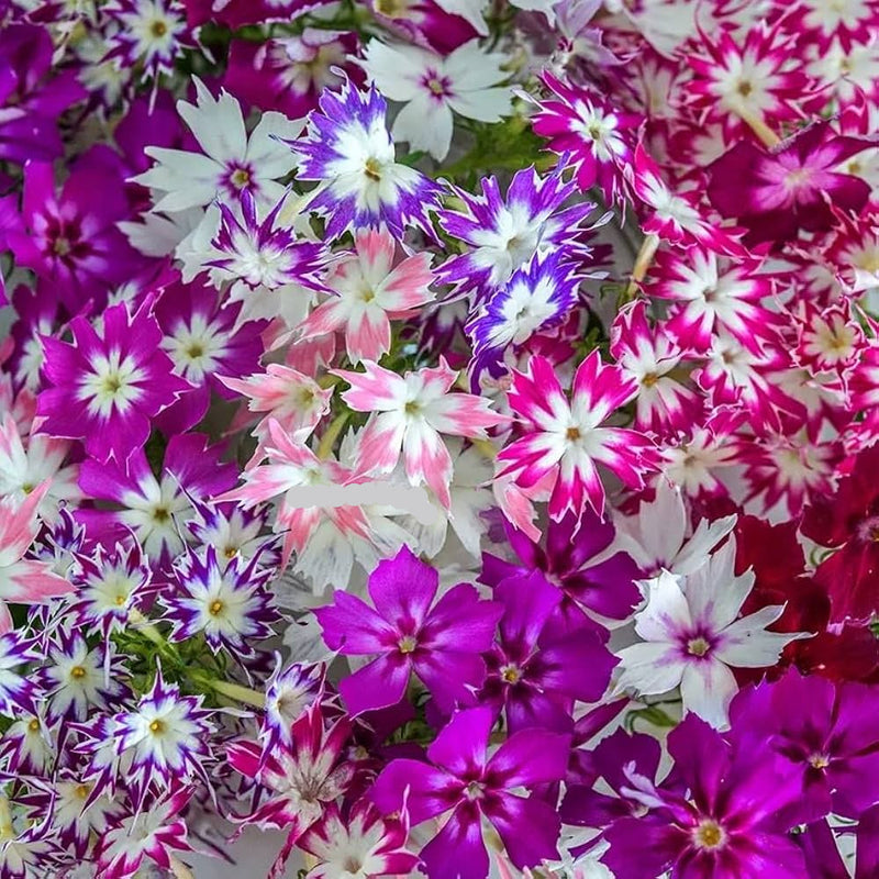 Mixed Twinkle Star Flower seeds for Planting - Fragrant Blossoms, Heirloom & GMO Free Seeds for Home Garden
 
 Sale for planting in home garden