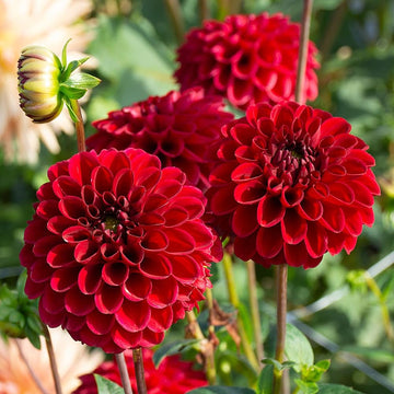 Red Dahlia Flower seeds for Planting Colorful Display Heirloom & GMO Free Seeds for Home Garden 
 
 Sale seeds for home garden planting