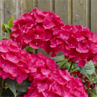 Pink Hydrangea Flower seeds for Planting Drought Tolerant Heirloom & GMO Free Seeds for Home Garden 
 
 Sale seeds for home garden planting