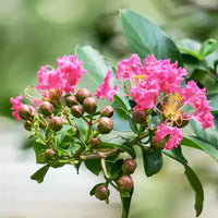 Pink Crape Myrtle Flower seeds for Planting - Garden Favorite, Heirloom & GMO Free Seeds for Home Garden
 
 Sale seeds for home garden