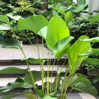 Calathea Lutea Mexican Cigar seeds for Planting - Sun Loving, Heirloom & GMO Free Seeds for Home Garden