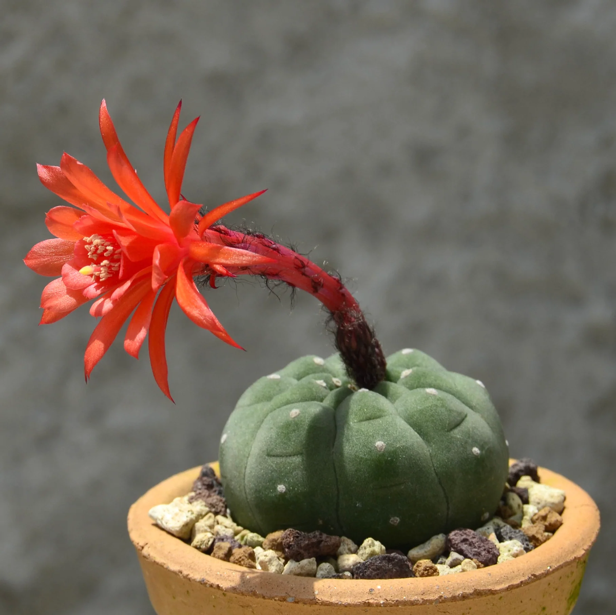 Red Matucana Flower seeds for Planting - Cottage Garden Essential, Heirloom & GMO Free Seeds for Home Garden
 
 Sale seeds for planting in home garden