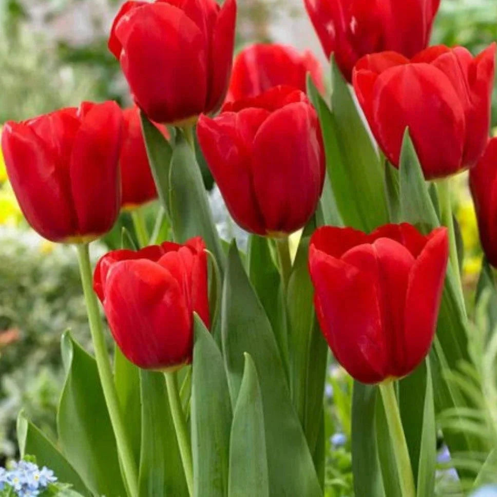 Deep Red Tulip Flower seeds for Planting Long Bloom Season Heirloom & GMO Free Seeds for Home Garden 
 
 Sale