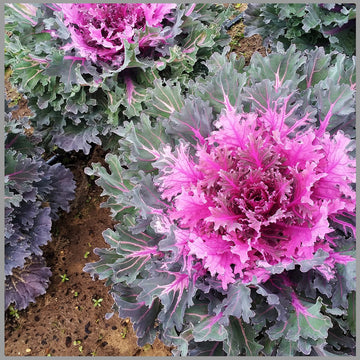 Purple Kale Flower seeds for Planting Easy to Grow Heirloom & GMO Free Seeds for Home Garden 
 
 Sale seeds for home garden planting