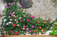 Lizzie Flower seeds for Planting - Wildflower Mix, Heirloom & GMO Free Seeds for Home Garden
 
 Sale seeds for planting in home garden