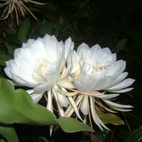 Epiphyllum Oxypetalum White Flower Seeds for Planting