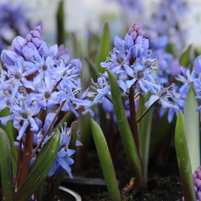 100 Pcs