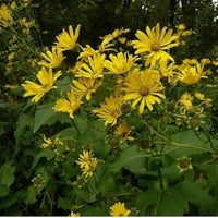 Yellow Silphium Perfoliatum Flower seeds for Planting - Shade Tolerant, Heirloom & GMO Free Seeds for Home Garden
 
 Sale seeds for planting in home garden