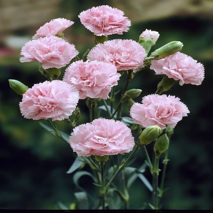 Light Pink Caryophyllus Flower seeds for Planting Bright Blooms Heirloom & GMO Free Seeds for Home Garden
 
 Sale
