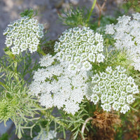 Ammi Flower seeds for Planting Sun Loving Heirloom & GMO Free Seeds for Home Garden 
 
 Sale seeds for home garden planting