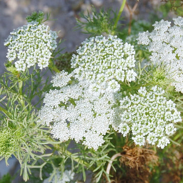 Ammi Flower seeds for Planting Sun Loving Heirloom & GMO Free Seeds for Home Garden 
 
 Sale seeds for home garden planting