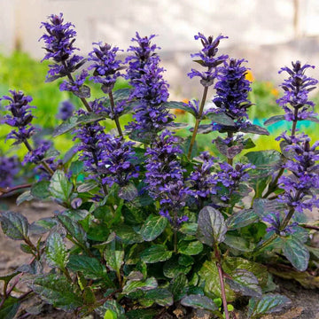 Ajuga Flower seeds for Planting Perfect for Borders Heirloom & GMO Free Seeds for Home Garden 
 
 Sale seeds for home garden planting