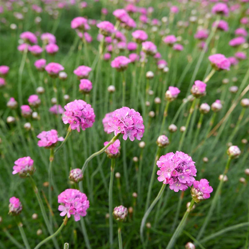 Maritima Flower seeds for Planting Bright Blooms Heirloom & GMO Free Seeds for Home Garden 
 
 Sale for planting in home garden