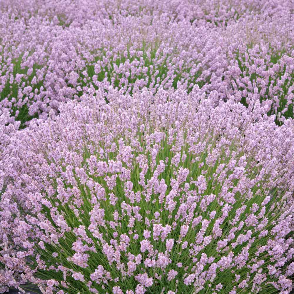 Pink Lavender Marjoram Flower seeds for Planting - Hardy Variety, Heirloom & GMO Free Seeds for Home Garden
 
 Sale seeds for planting in home garden