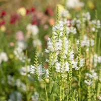 White Physostegia Flower seeds for Planting Premium Quality Heirloom & GMO Free Seeds for Home Garden 
 
 Sale seeds for home garden planting