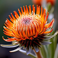 Orange Yellow Protea Flower seeds for Planting Fragrant Blossoms Heirloom & GMO Free Seeds for Home Garden
 
 Sale seeds for home garden planting