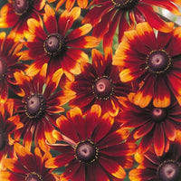 Chocolate Orange Rudbeckia Flower seeds for Planting Compact Growth Heirloom & GMO Free Seeds for Home Garden 
 
 Sale seeds for home garden planting