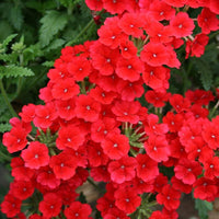 Verbana Flower seeds for Planting Perfect for Borders Heirloom & GMO Free Seeds for Home Garden 
 
 Sale seeds for home garden planting
