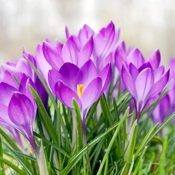 Purple Colchicum Flower seeds for Planting Perfect for Borders Heirloom & GMO Free Seeds for Home Garden 
 
 Sale seeds for home garden planting