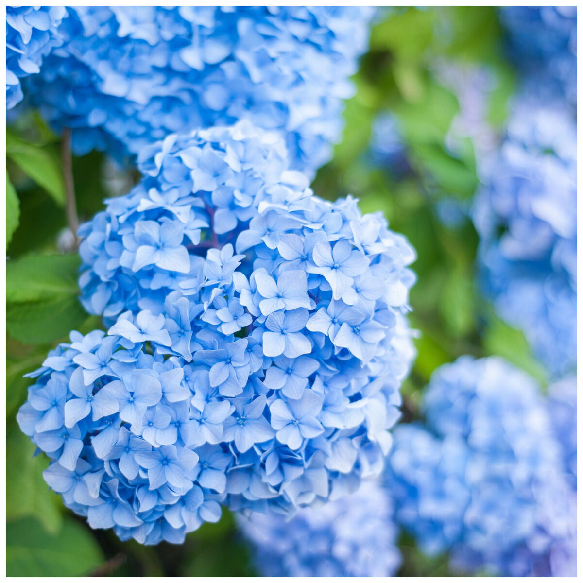 Light Blue Hydrangea Flower seeds for Planting Cut Flower Favorite Heirloom & GMO Free Seeds for Home Garden 
 
 Sale seeds for home garden planting