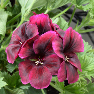 Chocolate Geranium Flower seeds for Planting Cottage Garden Essential Heirloom & GMO Free Seeds for Home Garden 
 
 Sale seeds for home garden planting