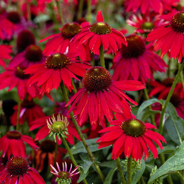 Red Perennial Flower seeds for Planting Premium Quality Heirloom & GMO Free Seeds for Home Garden 
 
 Sale seeds for home garden planting