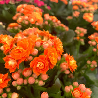 Orange Kalanchoe Flower seeds for Planting Hardy Variety Heirloom & GMO Free Seeds for Home Garden 
 
 Sale seeds for home garden planting