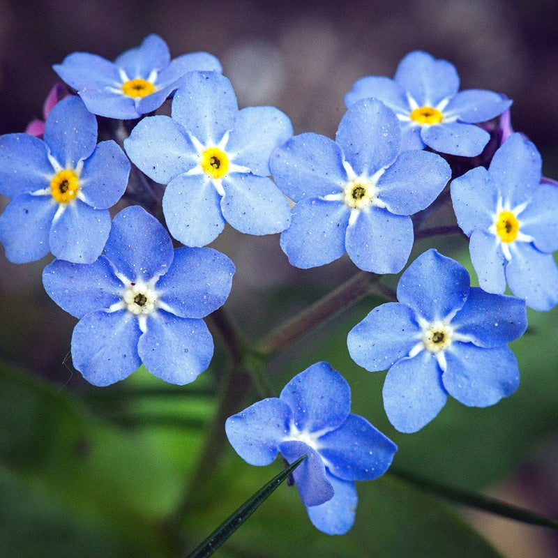 Blue Myosotis Sylvatica Flower seeds for Planting Compact Growth Heirloom & GMO Free Seeds for Home Garden 
 
 Sale seeds for home garden planting