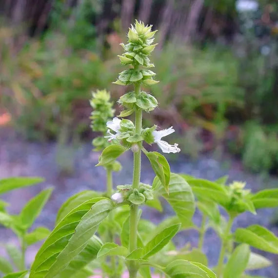 Lamiaceae Flower seeds for Planting Low Maintenance Heirloom & GMO Free Seeds for Home Garden 
 
 Sale seeds for home garden planting