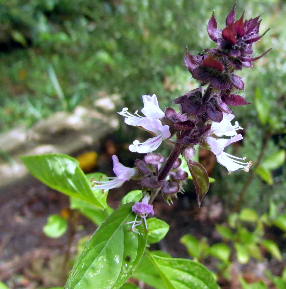 Basil Flower seeds for Planting Long Bloom Season Heirloom & GMO Free Seeds for Home Garden 
 
 Sale seeds for home garden planting