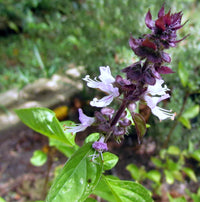 Basil Flower seeds for Planting Long Bloom Season Heirloom & GMO Free Seeds for Home Garden 
 
 Sale seeds for home garden planting