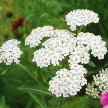 White Achillea Flower seeds for Planting Compact Growth Heirloom & GMO Free Seeds for Home Garden 
 
 Sale seeds for home garden planting
