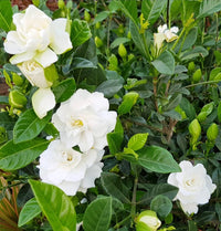 White Gardenia Jasminoides Flower seeds for Planting Hardy Variety Heirloom & GMO Free Seeds for Home Garden 
 
 Sale seeds for home garden planting