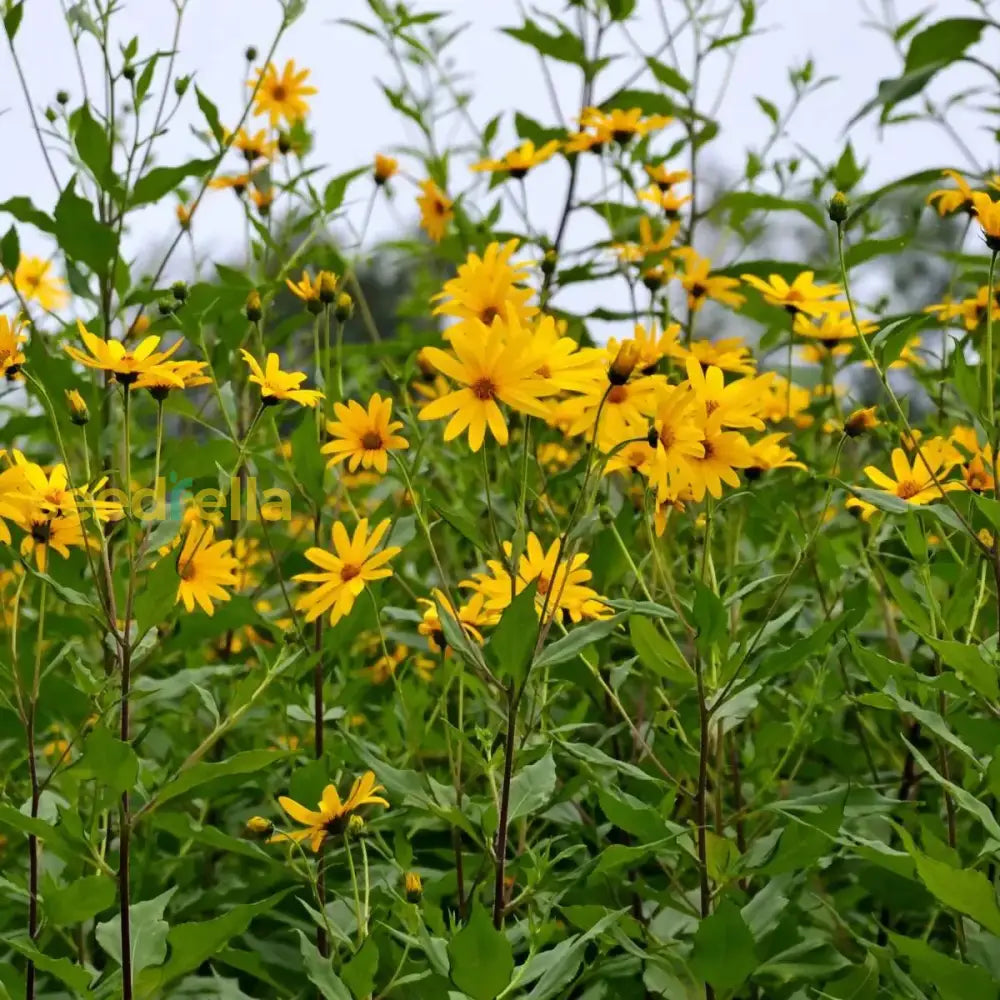 Topinambur Flower seeds for Planting - Long Bloom Season, Heirloom & GMO Free Seeds for Home Garden
 
 Sale seeds for planting in home garden
