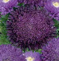 Deep Purple Chrysanthemum Flower seeds for Planting - Pollinator Friendly, Heirloom & GMO Free Seeds for Home Garden
 
 Sale seeds for home garden