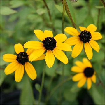 Yellow Rudbeckia Triloba Flower seeds for Planting Hardy Variety Heirloom & GMO Free Seeds for Home Garden 
 
 Sale seeds for home garden planting